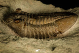 30044 - Beautiful Asaphus raniceps Middle Ordovician Trilobite Russia