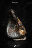 05284 - Taza (NWA 859) Iron Ungrouped Plessitic Octahedrite Meteorite 0.4g ORIENTED