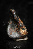 05284 - Taza (NWA 859) Iron Ungrouped Plessitic Octahedrite Meteorite 0.4g ORIENTED