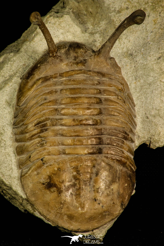 30045 - Stalk-Eyed Asaphus kowalewskii Middle Ordovician Trilobite Russia