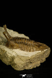 30045 - Stalk-Eyed Asaphus kowalewskii Middle Ordovician Trilobite Russia