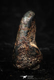 05285 - Taza (NWA 859) Iron Ungrouped Plessitic Octahedrite Meteorite 0.8g