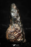 05285 - Taza (NWA 859) Iron Ungrouped Plessitic Octahedrite Meteorite 0.8g