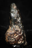 05285 - Taza (NWA 859) Iron Ungrouped Plessitic Octahedrite Meteorite 0.8g