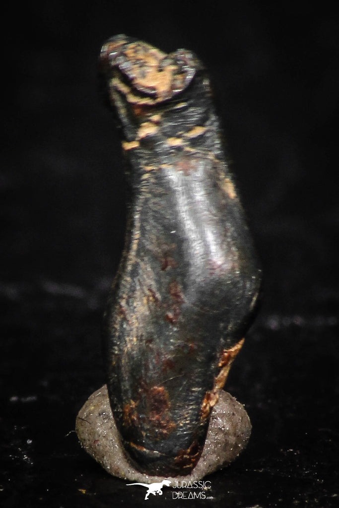 05287 - Taza (NWA 859) Iron Ungrouped Plessitic Octahedrite Meteorite 0.5g ORIENTED