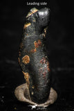 05287 - Taza (NWA 859) Iron Ungrouped Plessitic Octahedrite Meteorite 0.5g ORIENTED