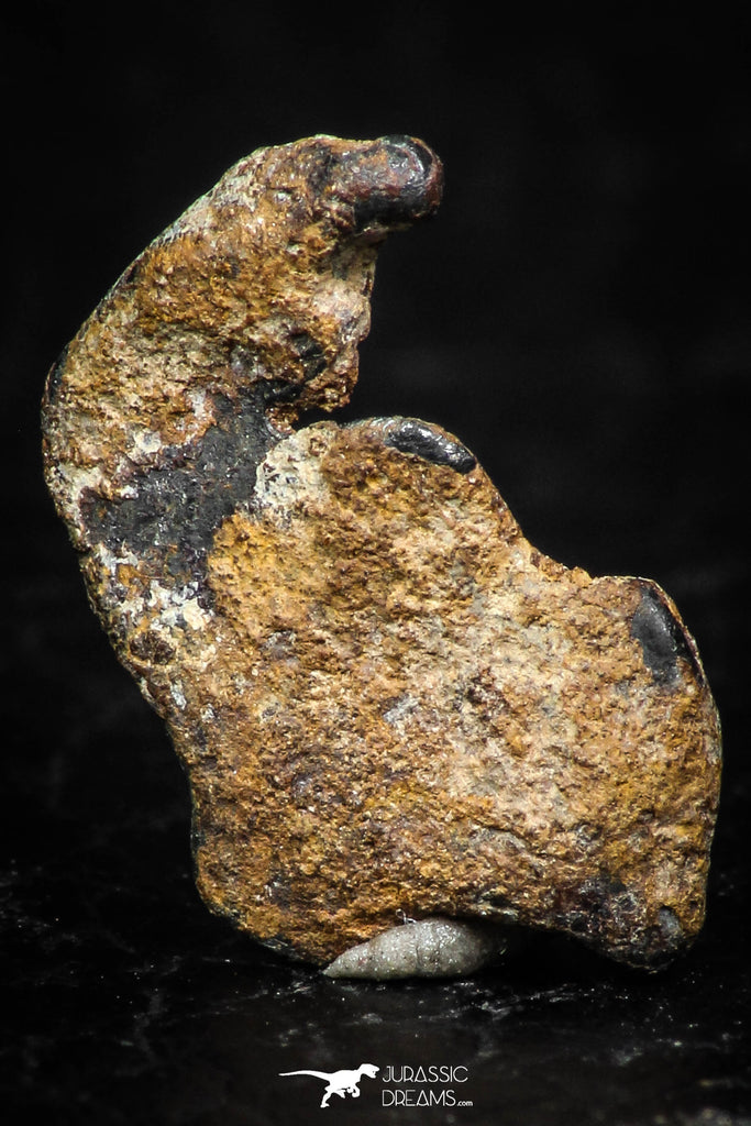 05290 - Taza (NWA 859) Iron Ungrouped Plessitic Octahedrite Meteorite 1.0g