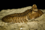 30049 - Beautiful Asaphus intermedius Middle Ordovician Trilobite Russia
