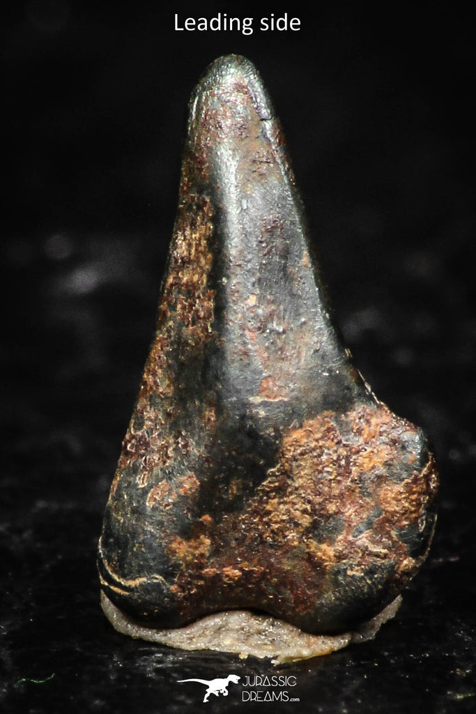 05294 - Taza (NWA 859) Iron Ungrouped Plessitic Octahedrite Meteorite 0.8g ORIENTED