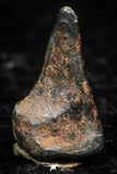 05294 - Taza (NWA 859) Iron Ungrouped Plessitic Octahedrite Meteorite 0.8g ORIENTED