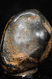 05296 - Taza (NWA 859) Iron Ungrouped Plessitic Octahedrite Meteorite 1.4g ORIENTED