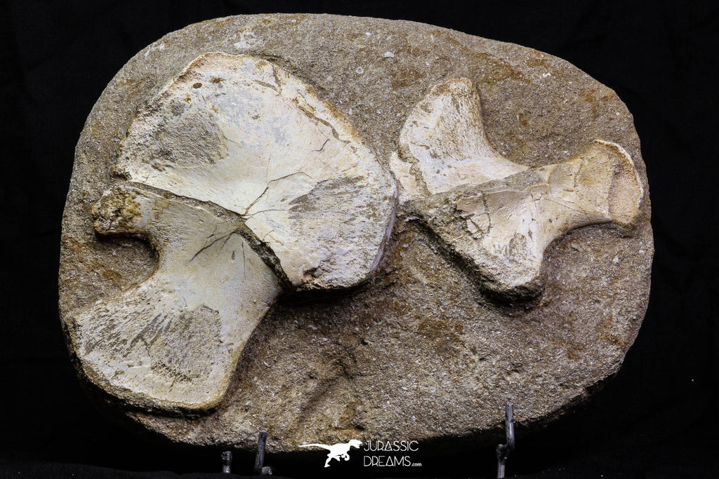 07034 - Finest Grade Unidentified Mosasaur Humerus and Radius Limb Bones in Matrix Cretaceous