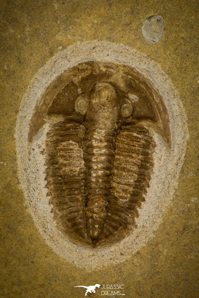 30053 - Top Rare Proasaphiscus rigidus Upper Cambrian Trilobite Russia