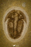 30053 - Top Rare Proasaphiscus rigidus Upper Cambrian Trilobite Russia