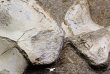 07034 - Finest Grade Unidentified Mosasaur Humerus and Radius Limb Bones in Matrix Cretaceous