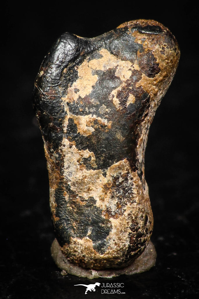 05298 - Taza (NWA 859) Iron Ungrouped Plessitic Octahedrite Meteorite 1.6g