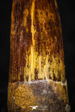 05598 - Well Preserved 0.84 Inch Spinosaurus Dinosaur Tooth Cretaceous