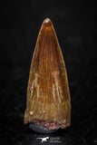 05599 - Well Preserved 1.02 Inch Spinosaurus Dinosaur Tooth Cretaceous