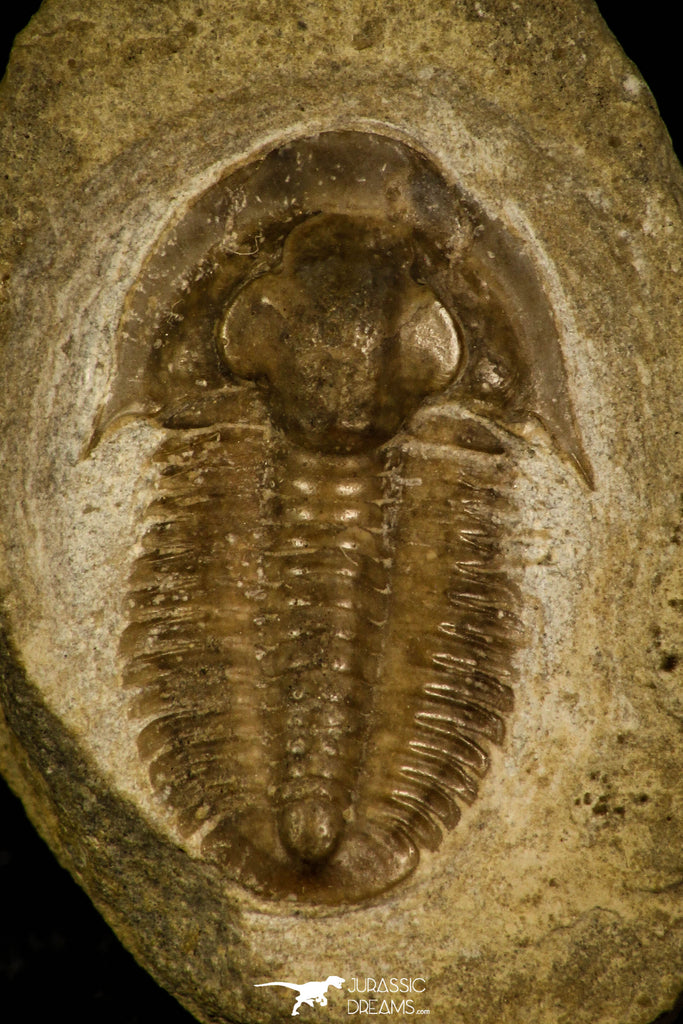 30059 - Top Rare Irinia arcuata Middle Cambrian Trilobite Russia