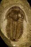 30059 - Top Rare Irinia arcuata Middle Cambrian Trilobite Russia