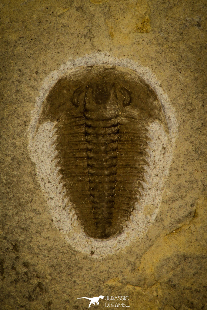 30060 - Top Rare Hatangia scita Middle Cambrian Trilobite Siberia Russia