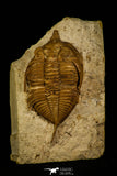 30062 - Top Rare 1.97 Inch Huntonia huntonensis Lower Devonian Trilobite - Oklahoma USA
