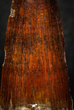 05603 - Well Preserved 2.01 Inch Spinosaurus Dinosaur Tooth Cretaceous