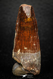 05603 - Well Preserved 2.01 Inch Spinosaurus Dinosaur Tooth Cretaceous