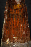 05603 - Well Preserved 2.01 Inch Spinosaurus Dinosaur Tooth Cretaceous