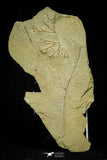 21056 - Museum Grade Bavarilla zemmourensis with Preserved Antennae Lower Ordovician Trilobite + Graptolite