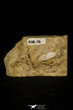 30062 - Top Rare 1.97 Inch Huntonia huntonensis Lower Devonian Trilobite - Oklahoma USA
