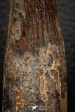05605 - Well Preserved 2.60 Inch Spinosaurus Dinosaur Tooth Cretaceous