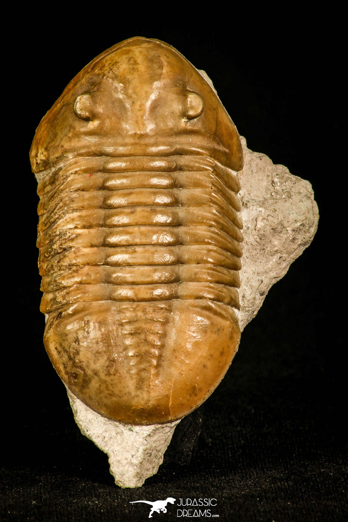 30113 - Well Preserved 2.83 Inch Asaphus expansus Middle Ordovician Trilobite - Russia