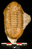 30113 - Well Preserved 2.83 Inch Asaphus expansus Middle Ordovician Trilobite - Russia
