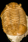 30113 - Well Preserved 2.83 Inch Asaphus expansus Middle Ordovician Trilobite - Russia