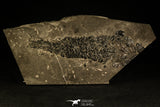 30063 - Devonian Lobed-Fin Fish (Osteolepis macrolepidotus) - Scotland