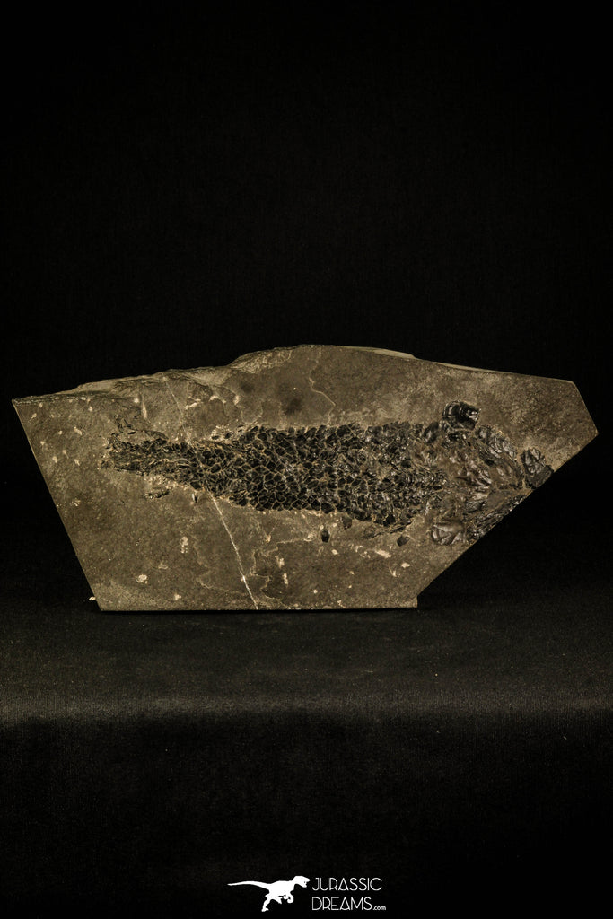 30063 - Devonian Lobed-Fin Fish (Osteolepis macrolepidotus) - Scotland