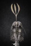 20020 - Museum Grade Trident 3.30 Inch Walliserops trifurcatus Middle Devonian Trilobite