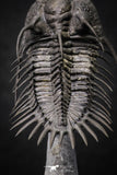 20020 - Museum Grade Trident 3.30 Inch Walliserops trifurcatus Middle Devonian Trilobite