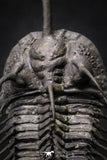 20020 - Museum Grade Trident 3.30 Inch Walliserops trifurcatus Middle Devonian Trilobite