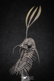 20020 - Museum Grade Trident 3.30 Inch Walliserops trifurcatus Middle Devonian Trilobite