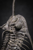 20020 - Museum Grade Trident 3.30 Inch Walliserops trifurcatus Middle Devonian Trilobite