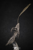 20020 - Museum Grade Trident 3.30 Inch Walliserops trifurcatus Middle Devonian Trilobite