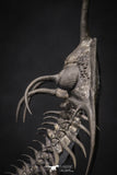 20020 - Museum Grade Trident 3.30 Inch Walliserops trifurcatus Middle Devonian Trilobite