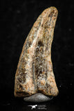 07080 - Top Rare 0.86 Inch Unidentified Theropod Dinosaur Hand (Manus) Partial Claw Cretaceous KemKem
