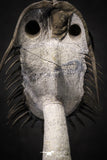 20020 - Museum Grade Trident 3.30 Inch Walliserops trifurcatus Middle Devonian Trilobite