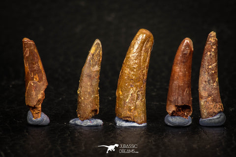 05645 - Great Collection of 5 Pterosaur (Coloborhynchus) Teeth Cretaceous KemKem Beds