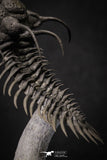 20020 - Museum Grade Trident 3.30 Inch Walliserops trifurcatus Middle Devonian Trilobite