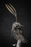 20020 - Museum Grade Trident 3.30 Inch Walliserops trifurcatus Middle Devonian Trilobite