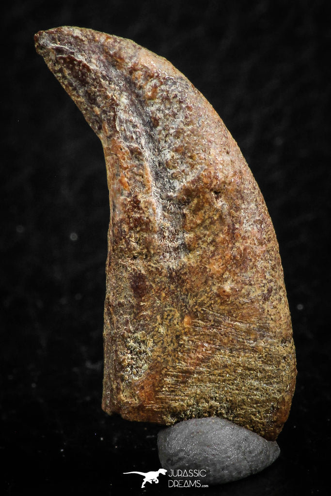07082 - Top Rare 1.11 Inch Upper Cretaceous Pterosaur Claw KemKem Beds Ifezouane Fm